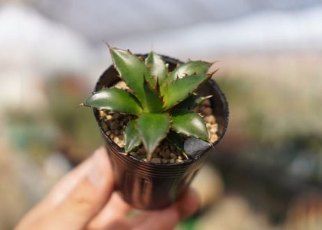 agave　ホリダ