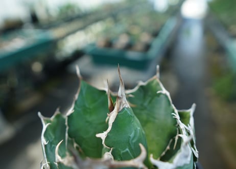 アガベ　チタノタ　白鯨　Agave titanota White whale