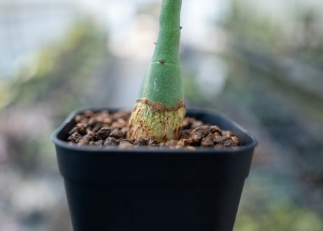 アデニア グラウカ  Adenia glauca　NO.3