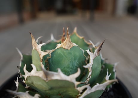アガベ　チタノタ　FO-76　Agave titanota ”FO-76"　No.1