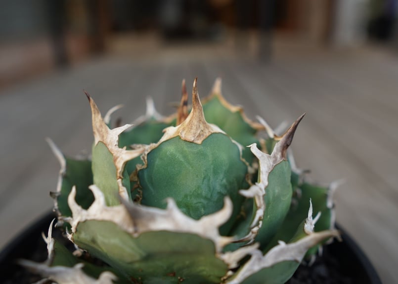 24個アガベチタノタFO-076‼️400*24 Agave titanota アガベ チタノタ FO-076 多肉植物 | plants MARU