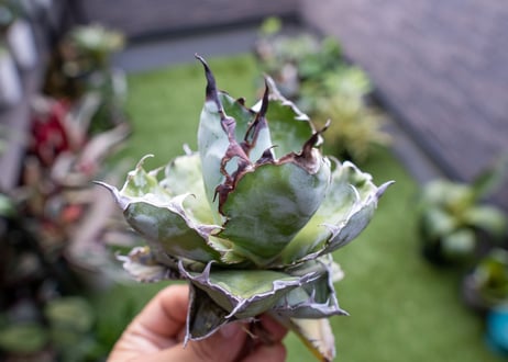 Agave B&B  №5