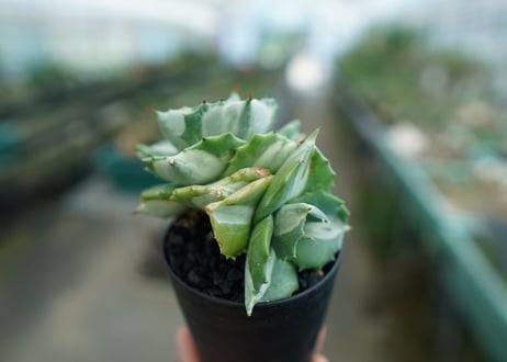 アガベ　王妃雷神錦　白中斑　Agave　“Ohi Raijin Nishiki Shironakahu”