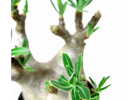 パキポディウム  グラキリス　 Pachypodium Gracilius №３