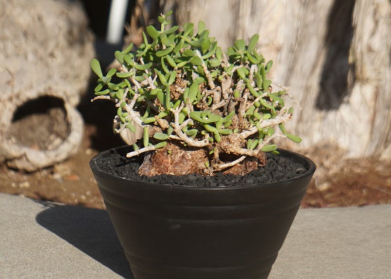 ケラリア ピグマエア | mana's farm:塊根植物・アガベ・ドライガーデン