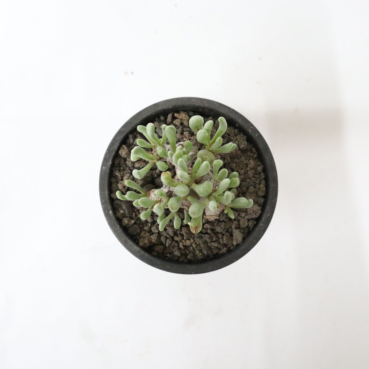 美品 オトンナ 冬型塊根　洋書 買い誠実 plants230112e27-247x296.jpg 洋書 - 洋書