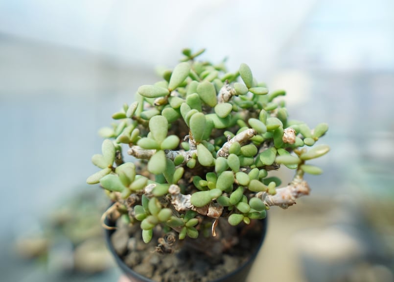 ケラリア ピグマエア Ceraria pygmaea No.3 | mana's farm: