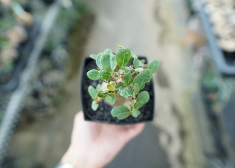 アデニウム　Adenium　No.1