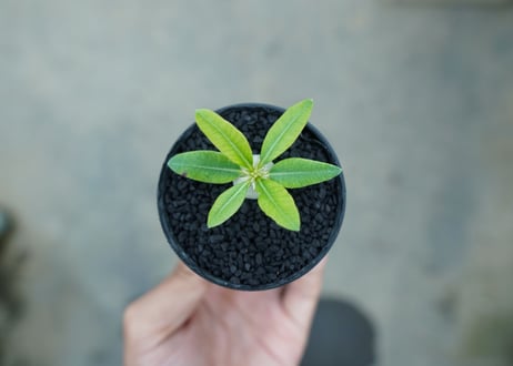 パキポディウム　恵比寿笑い　Pachypodium brevicaule　No.5