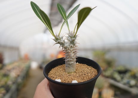 パキポディウム　デンシフローラム　Pachypodium densiflorum