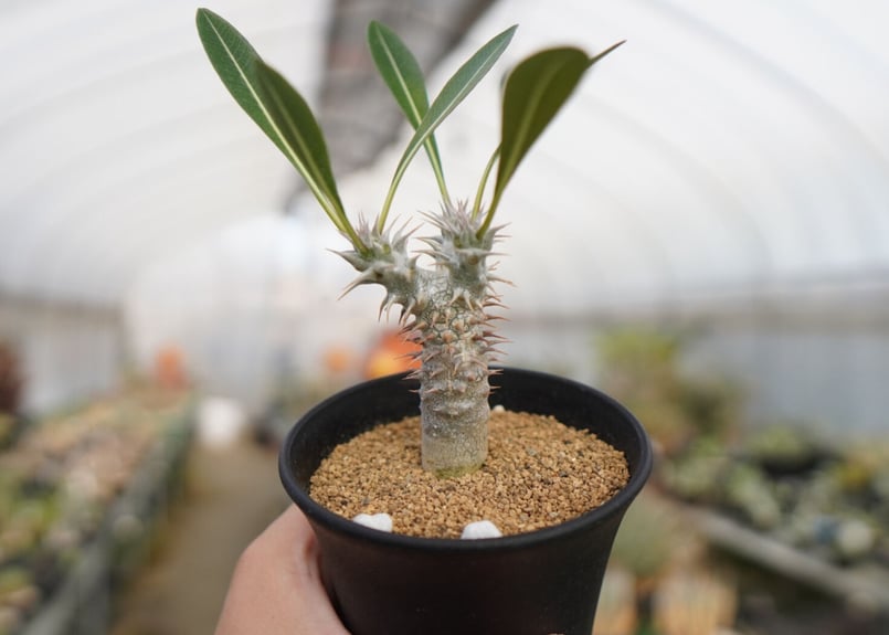パキポディウム デンシフローラム Pachypodium densiflorum | mana