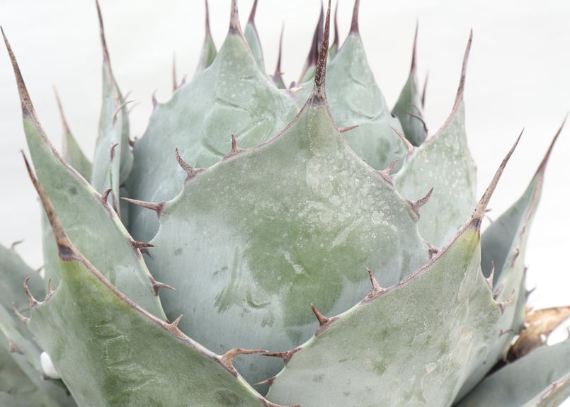 アガベ シャウィ×パラサナ ジェレミー株 連棘 美株　hidden agave Yahoo!オークション - 【ALISFY EXOTIC PLANTS】US株 希少 HIDDEN AGAV