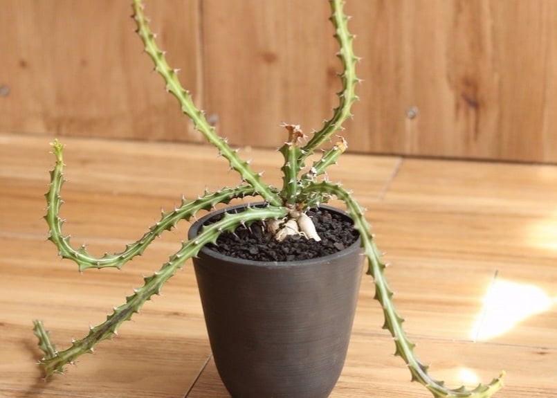 ユーフォルビア クンチー | mana's farm:塊根植物・アガベ・ドライ