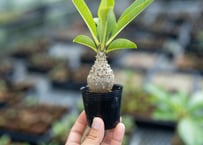 エンセファラルトス トリスピノーサス 極美株 限定1株 | mana's farm