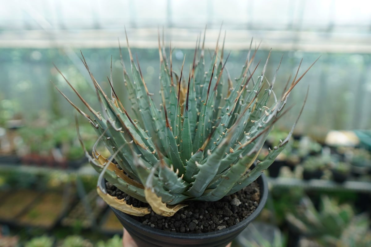 クトゥルフ　アガベ　ユタエンシス　yeitao クトゥルフ アガベ ユタエンシス yeitao クトゥルフ アガベ