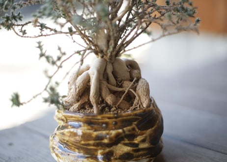 姫紅小松　Trichodiadema bulbosum