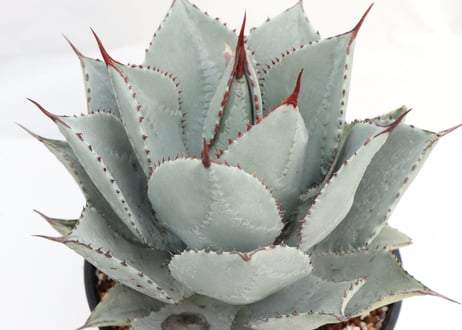 Agave pygmaea 'Dragon Toes'