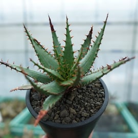 ハオルチア・アロエなど多肉植物を多数アップします！ | mana's farm