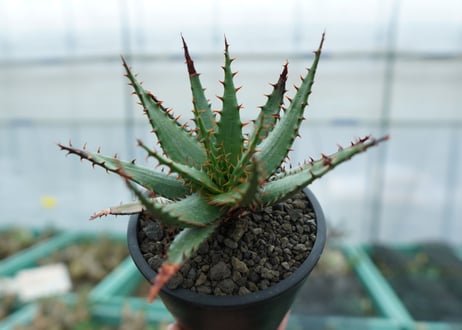 CATEGORY アロエ | mana's green:塊根植物販売|マナズグリーン CATEGORY アロエ | mana's green:塊根植物販売|マナズグリーン