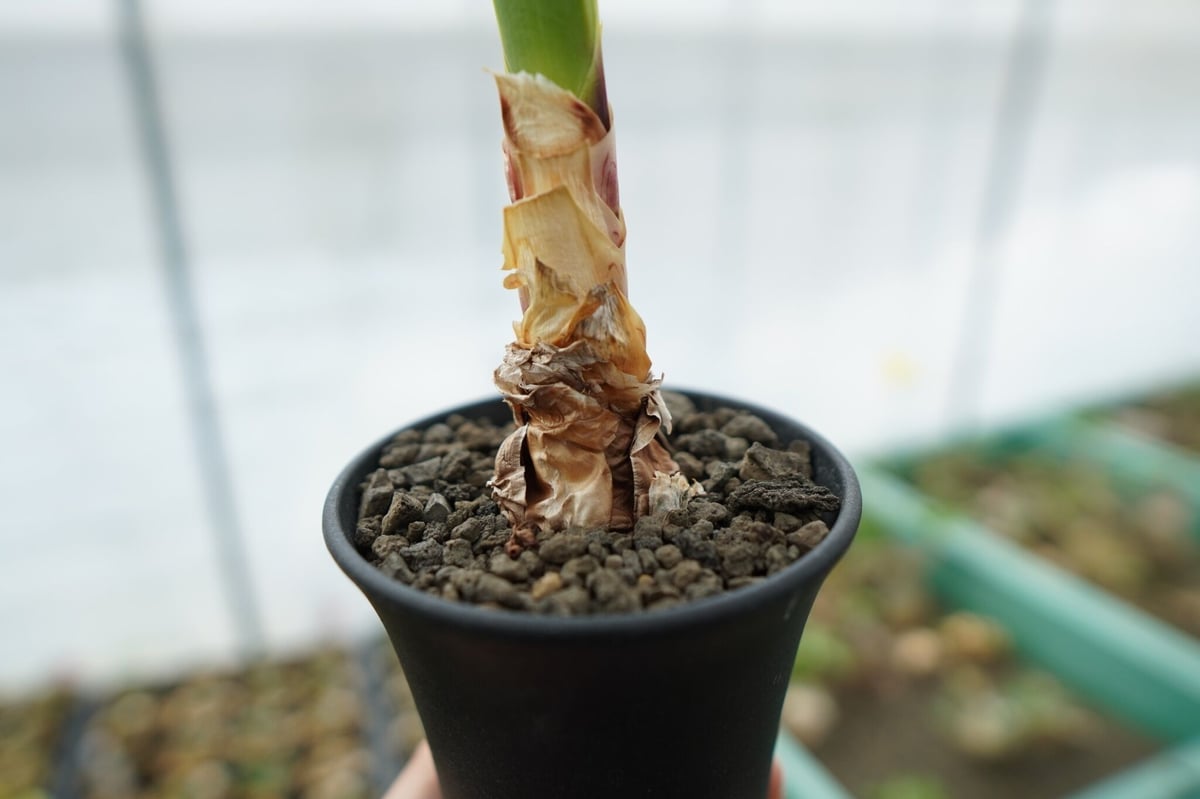 キルタンサス オブリクス Cyrtanthus obliquus | mana's farm: