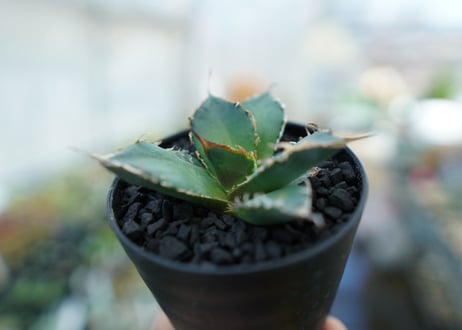 アガベ　チタノタ　FO-76　Agave titanota  FO-76　No.11