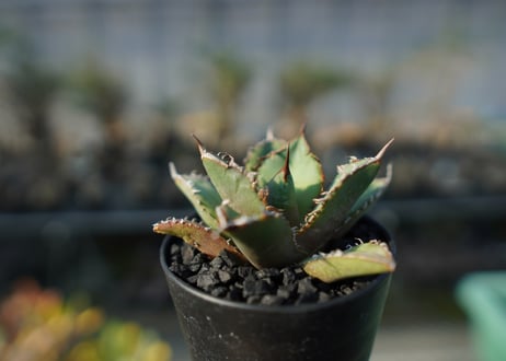 アガベ　チタノタ　FO-76 Agave titanota FO-76  No.3