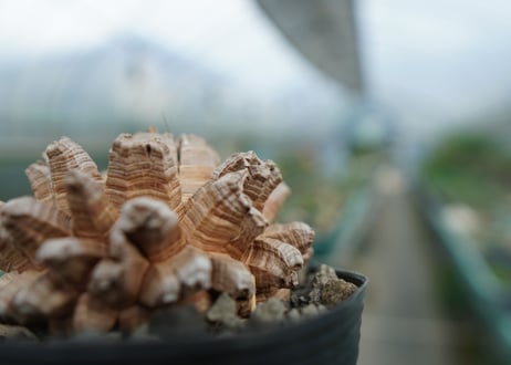 【長谷川園芸産】亀甲竜　Dioscorea elephantipes　No.2