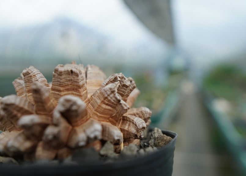 長谷川園芸産】亀甲竜 Dioscorea elephantipes No.2 | mana'