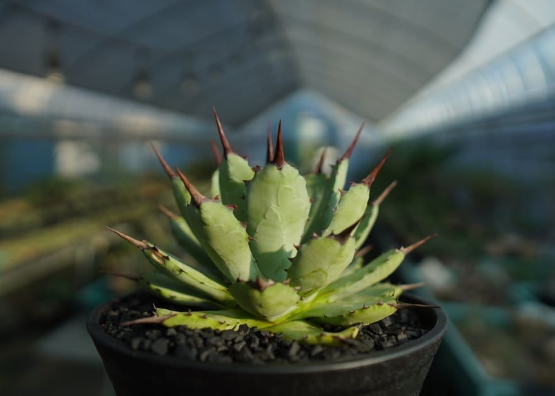 アガベ マクロアカンサ×ポタトラム Agave macroacantha×potatorum