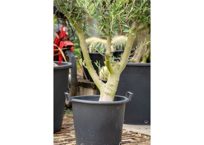 国産オリーブ No.2 | mana's farm:塊根植物・アガベ・ドライガーデン