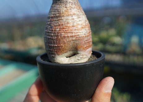 パキポディウム　グラキリス　 Pachypodium Gracilius  No.9