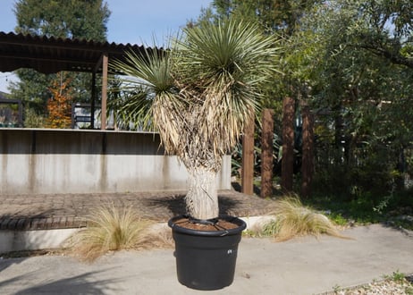 ユッカ　ロストラータ　ヒドラ　yucca rostrata　NO.2