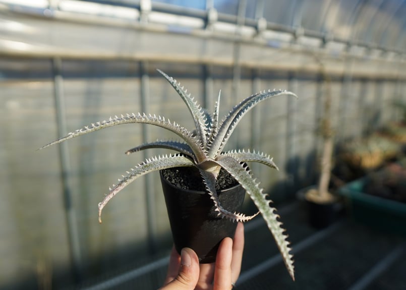 Dyckia 'Sorcerer' Amazonico hybrid ディッキア