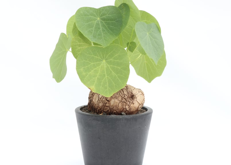 ステファニア ヴェノサ | mana's farm:塊根植物・アガベ・ドライ