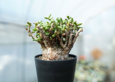 ケラリア　ピグマエア　Ceraria pygmaea  No.3
