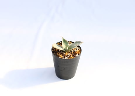 Agave 兜蟹錦 　№１