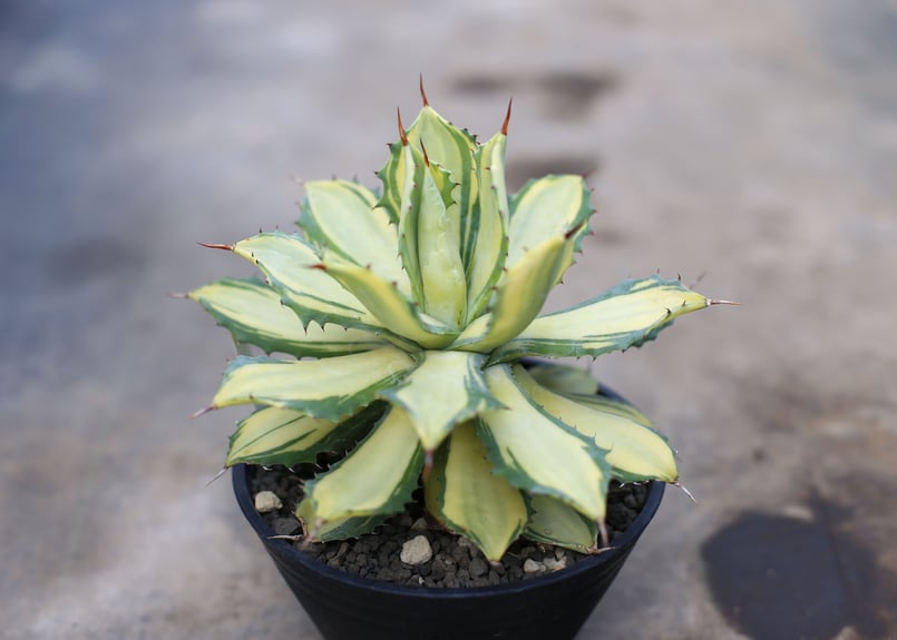 極上 アガベ イシスメンシス valiem バリエム 極上 アガベ イシスメンシス valiem バリエム 極上 アガベ