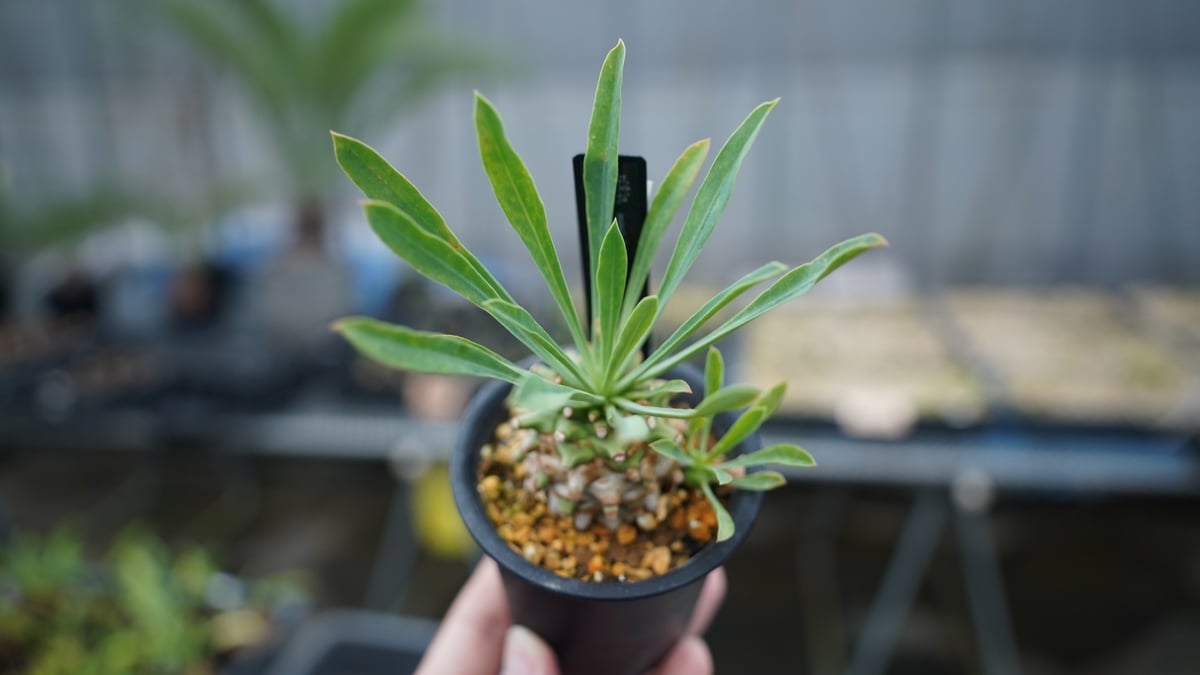 ユーフォルビア ハイブリッド ネオ笹蟹鉄甲 実生 現品 ユーフォルビア 笹蟹鉄甲 | FEEL THE GREEN