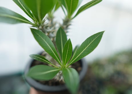 パキポディウム　ホロンベンセ　Pachypodium horombense  No.11
