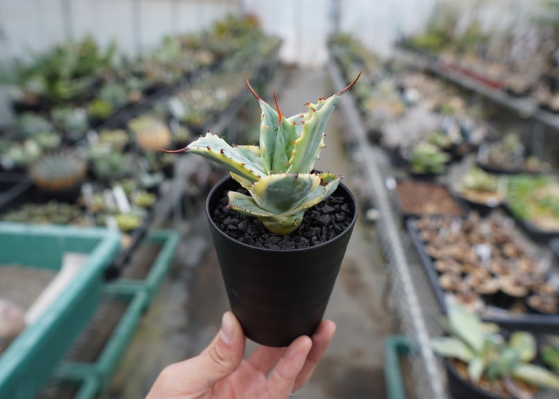抜き苗】アガベ 怒雷神錦 Agave potatorum verschaffeltii | 