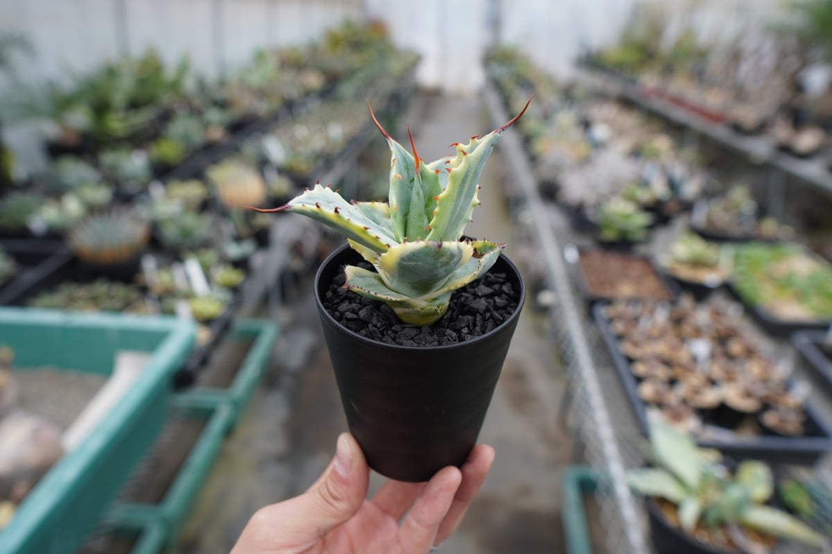 抜き苗】アガベ 怒雷神錦 Agave potatorum verschaffeltii |