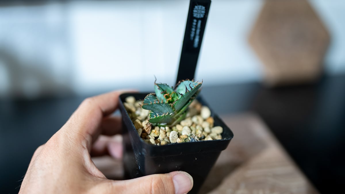 チタノタブルー実生選抜　子株 チタノタブルー 実生 選抜株 | mana's farm:塊根植物・アガベ