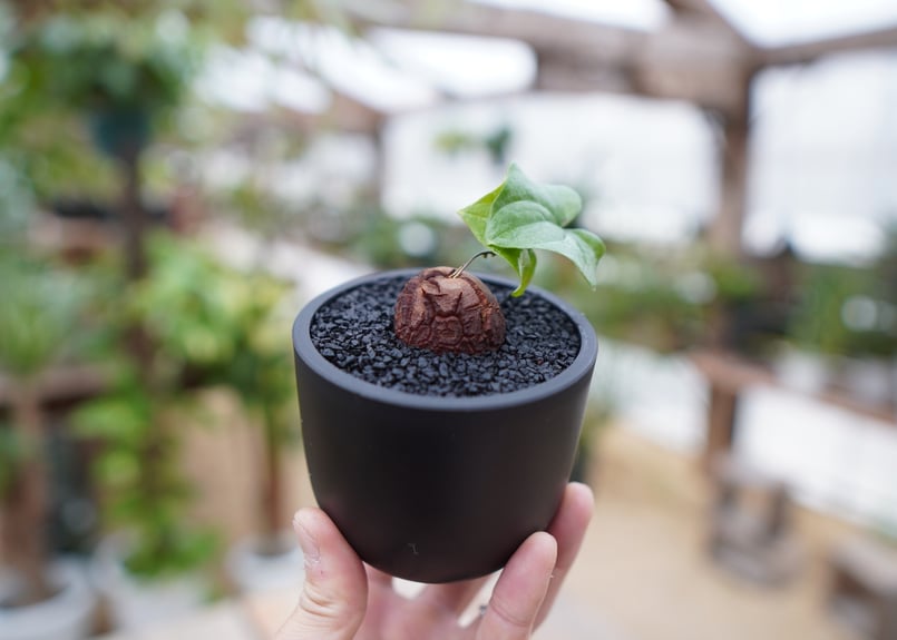亀甲竜 No.2 | mana's farm:塊根植物・アガベ・ドライガーデン植物販売