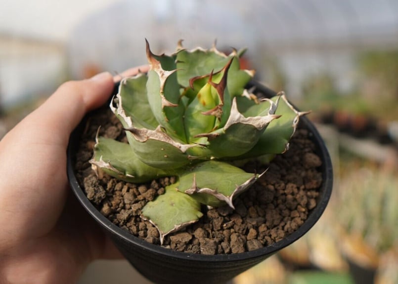 アガベ チタノタ 姫厳龍 NO.1 | mana's farm:塊根植物・アガベ