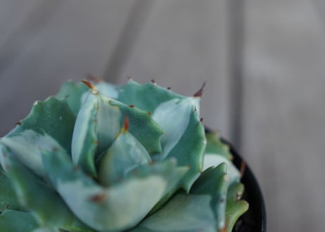 アガベ　王妃雷神錦　白中斑　Agave　“Ohi Raijin Nishiki Shironakahu”