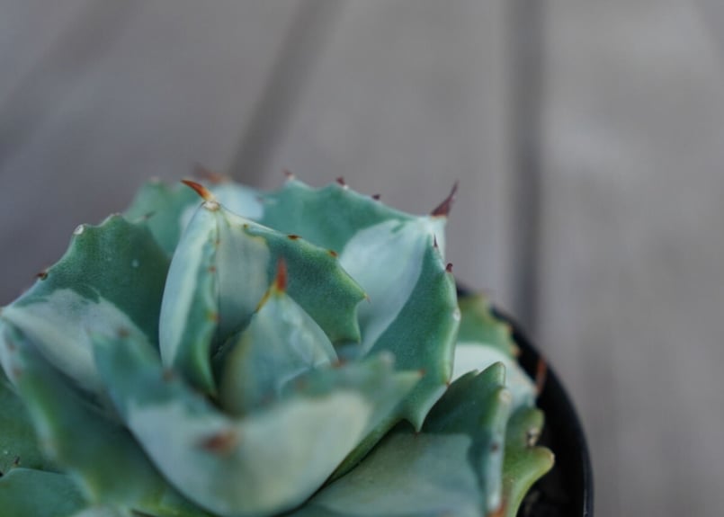 アガベ 王妃雷神錦 白中斑 Agave “Ohi Raijin Nishiki Shirona