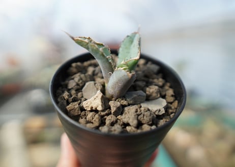 アガベ　チタノタ　 ブラックアンドブルー 　Agave titanota black and blue No.1