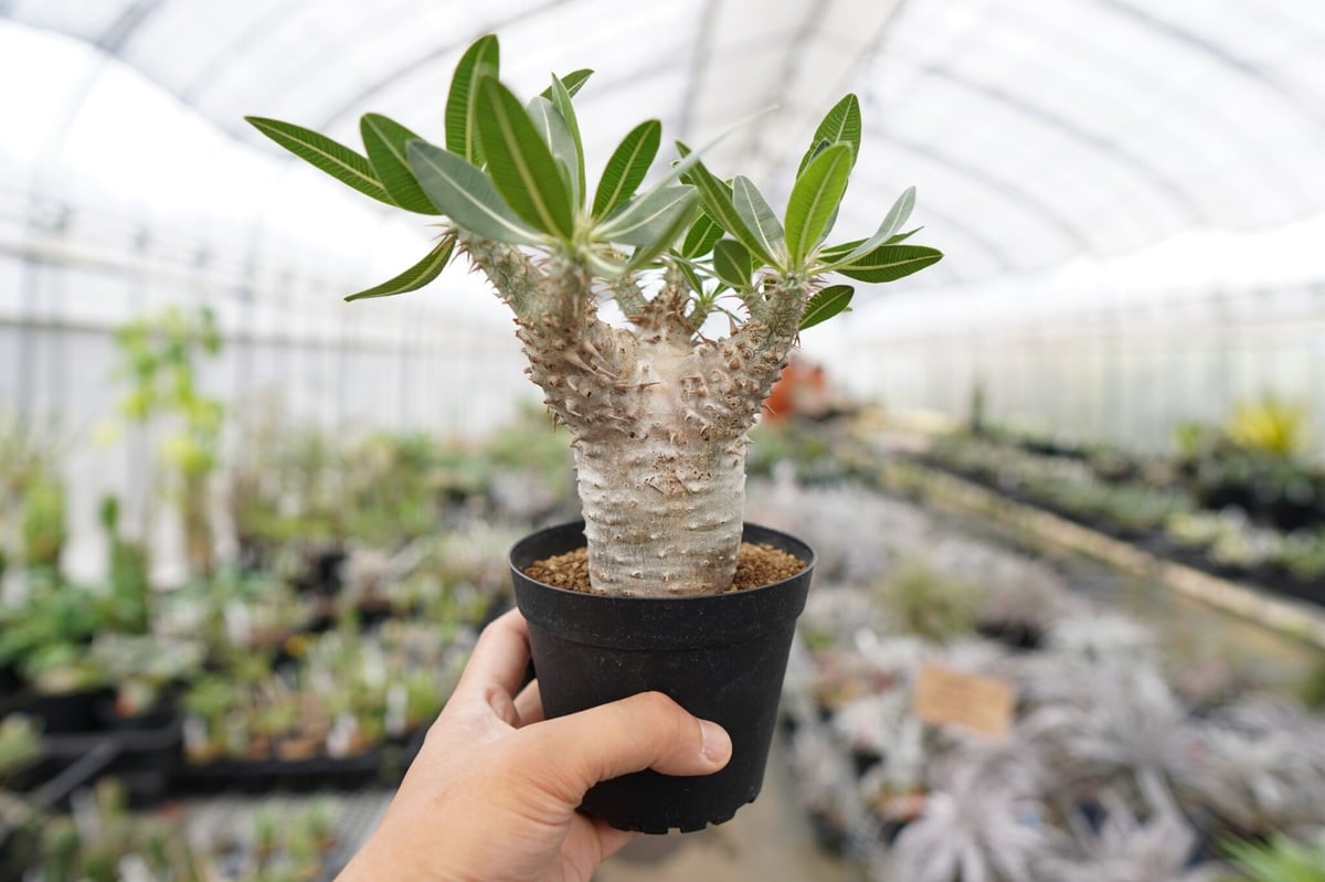 パキポディウム ホロンベンセ | mana's farm:塊根植物・アガベ・ドライ