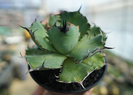 アガベ　チタノタ　黒鯨　Agave titanota black whales　No.1