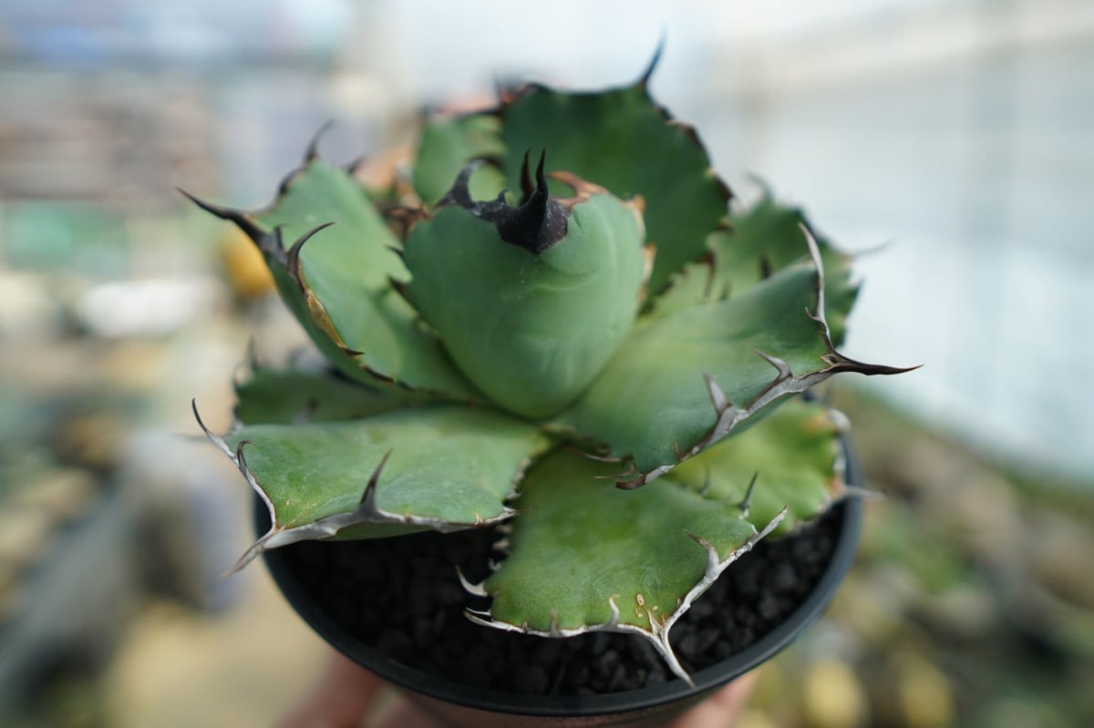 希少　アガベ　チタノタ　黒鯨　Agave titanota アガベ チタノタ 黒鯨 Agave titanota black whales No.3 |